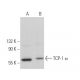 TCP-1 α Antibody (23c) - Western Blotting - Image 363013