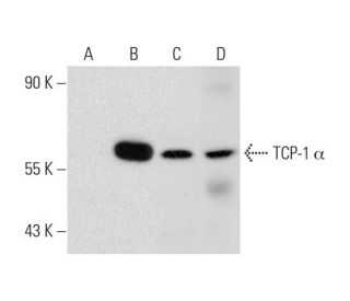 TCP-1 &alpha; Antibody (4E215) - Western Blotting - Image 135038 