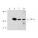 TCP-1 α Antibody (4E215) - Western Blotting - Image 135038 