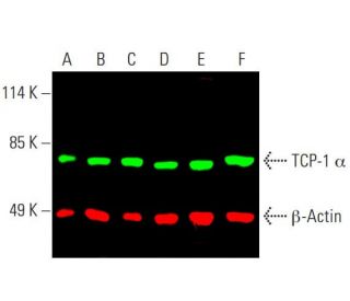 TCP-1 &alpha; Antibody (B-3) - Western Blotting - Image 388201 