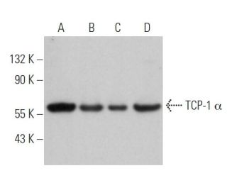 TCP-1 &alpha; Antibody (22b) - Western Blotting - Image 363093 