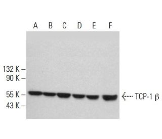 TCP-1 &beta; Antibody (A-5) - Western Blotting - Image 381849 