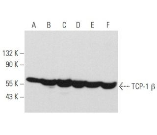 TCP-1 &beta; Antibody (D-5) - Western Blotting - Image 357937 