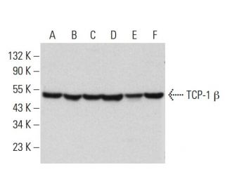 TCP-1 β Antibody (D-5) - Western Blotting - Image 381817