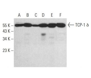 TCP-1 &delta; Antibody (H-1) - Western Blotting - Image 383109 