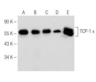 TCP-1 &epsilon; Antibody (D-6) - Western Blotting - Image 151263 
