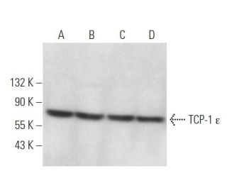 TCP-1 &epsilon; Antibody (G-11) - Western Blotting - Image 373181 