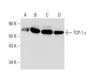TCP-1 &epsilon; Antibody (G-3) - Western Blotting - Image 299235 