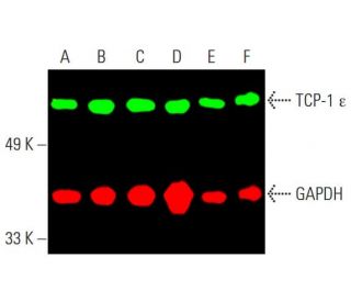TCP-1 &epsilon; Antibody (G-3) - Western Blotting - Image 387703 
