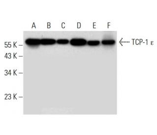 TCP-1 &epsilon; Antibody (G-7) - Western Blotting - Image 297941 