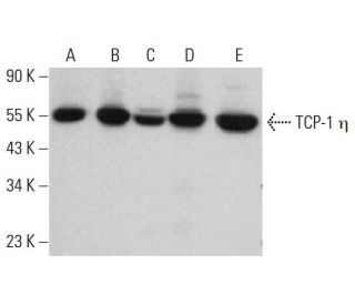 TCP-1 &eta; Antibody (A-8) - Western Blotting - Image 381834 