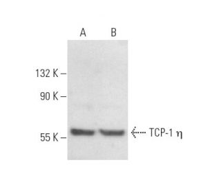 TCP-1 &eta; Antibody (C-6) - Western Blotting - Image 358948 