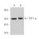 TCP-1 η Antibody (C-9) - Western Blotting - Image 358944 