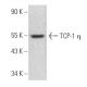 TCP-1 η Antibody (C-9) - Western Blotting - Image 358949