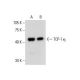 TCP-1 η Antibody (H-4) - Western Blotting - Image 288622