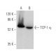 TCP-1 η Antibody (H-4) - Western Blotting - Image 372462 
