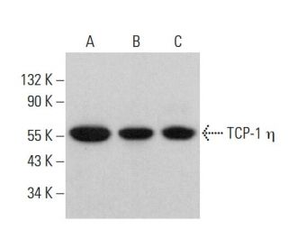 TCP-1 &eta; Antibody (H-4) - Western Blotting - Image 382178 