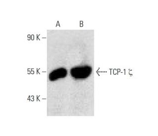 TCP-1 &zeta; Antibody (F-12) - Western Blotting - Image 135969