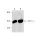 TCP-1 ζ Antibody (F-12) - Western Blotting - Image 135969