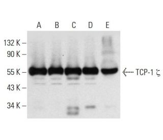 TCP-1 &zeta; Antibody (F-4) - Western Blotting - Image 320259 