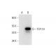 TCP-10 Antibody (E-6) - Western Blotting - Image 308367 
