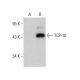 TCP-10 Antibody (E-6) - Western Blotting - Image 387990