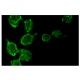 TCR α/β Antibody (R73) - Immunofluorescence - Image 5002
