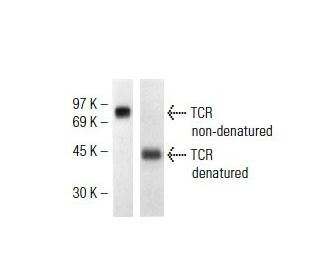 TCR Antibody (KJ1-26) - Western Blotting - Image 38340