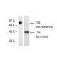TCR Antibody (KJ1-26) - Western Blotting - Image 38340