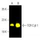 TCR C β 1 Antibody (JOVI.1) - Western Blotting - Image 403281 