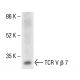 TCR V β 7 Antibody (3H3005) - Western Blotting - Image 411304