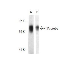 TCR V &beta; 8.1-2 Antibody (KJ16) - Western Blotting - Image 38339 