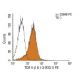TCR V β 8.1-3 Antibody (F23.1) - Flow Cytometry - Image 11516