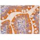 Tctex1 Antibody (H-11) - Immunohistochemistry - Image 310438