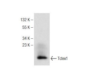 Tctex1 Antibody (H-11) - Western Blotting - Image 142595 