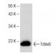 Tctex5 Antibody (D-9) - Western Blotting - Image 151745