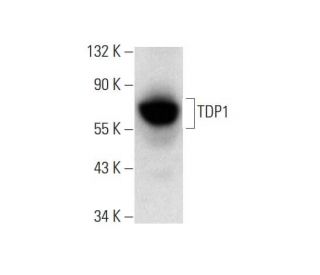 TDP1 Antibody (C-3) - Western Blotting - Image 143543Each CRISPR/Cas9 Knockout (KO) Plasmid product consists of a pool of 3 plasmids designed to ensure identification and cleavage of a specific gene for maximum knockout efficiency. Each plasmid encodes a unique 20 nt sequence derived from the GeCKO (v2) library.