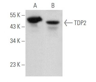 TDP2 Antibody (E-6) - Western Blotting - Image 357739 