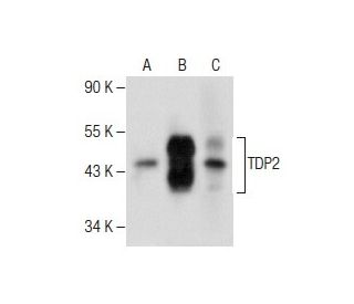 TDP2 Antibody (H-6) - Western Blotting - Image 282595 