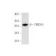 TDRD10 Antibody (D-4) - Western Blotting - Image 305685 