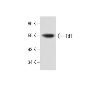 TdT Antibody (C-11) - Western Blotting - Image 299294 