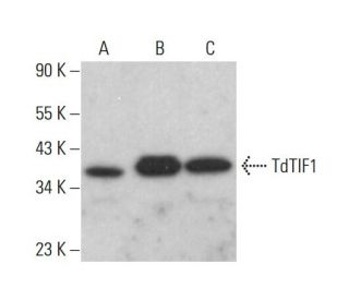 TdTIF1 Antibody (G-2) - Western Blotting - Image 383934 
