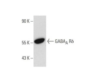 GABAA Rδ Antibody (H-4) - Western Blotting - Image 130871 