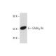 GABAA Rδ Antibody (H-4) - Western Blotting - Image 130871 