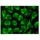 Tec Antibody (G-5) - Immunofluorescence - Image 143152 