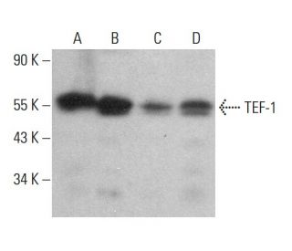 TEF-1 Antibody (B-2) - Western Blotting - Image 382373 