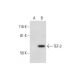 TEF-3 Antibody (B-5) - Western Blotting - Image 289695