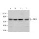 TEF-3 Antibody (B-5) - Western Blotting - Image 382184 
