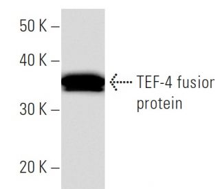 TEF-4 Antibody (404C5a) - Western Blotting - Image 16802 