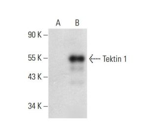 Tektin 1 Antibody (E-5) - Western Blotting - Image 305698